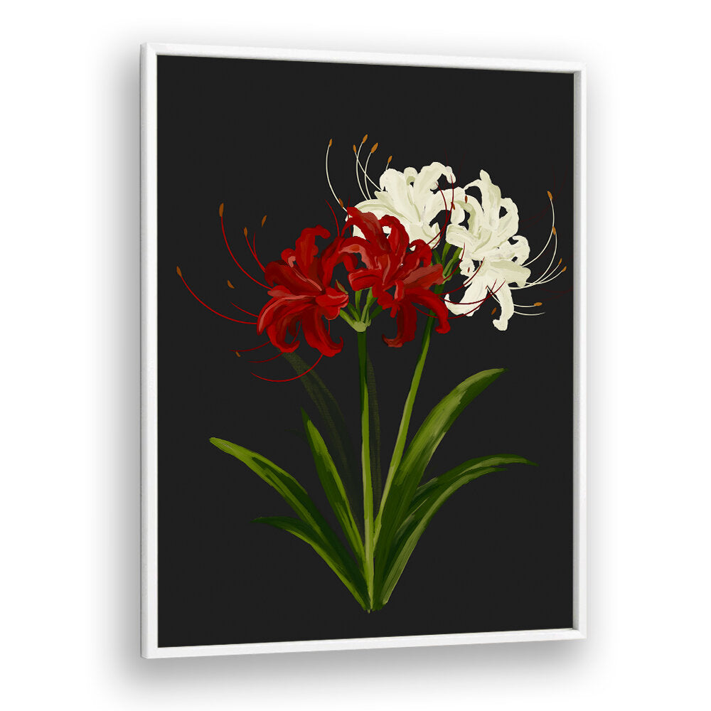 RED WHITE SPIDER LILIES