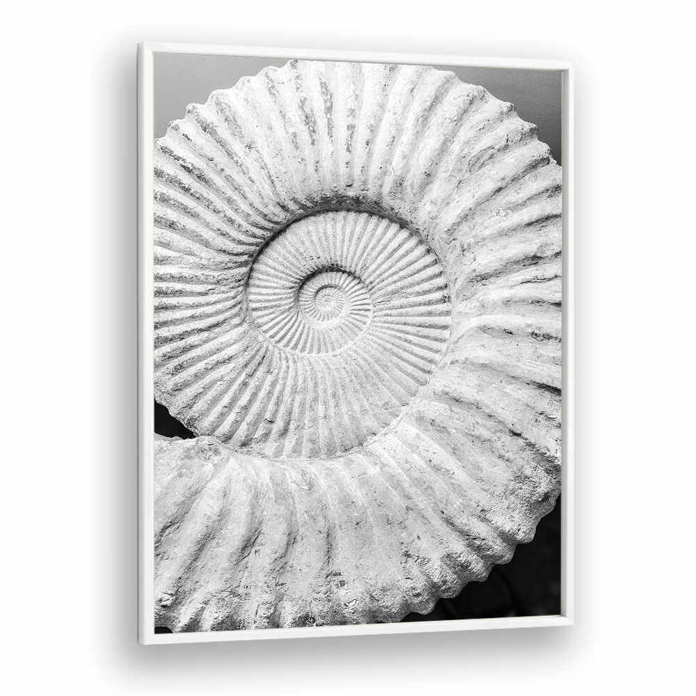 ANCIENT SPIRAL DREAMS , BEACH PAINTINGS framed white fossil spiral shell wall art, minimalist coastal decor