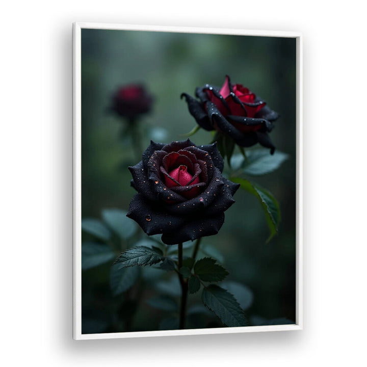 BLACK ROSES
