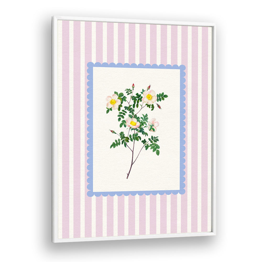BLUSH WILD ROSE STUDY