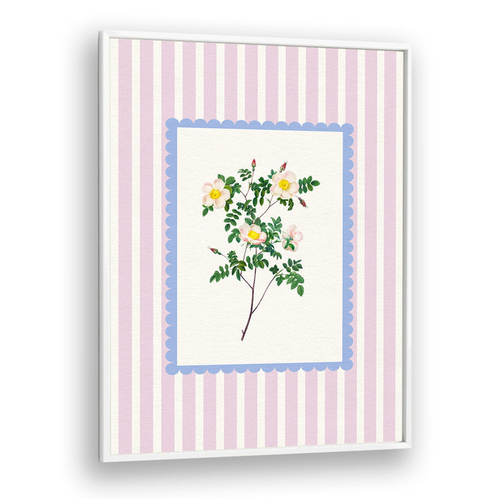 BLUSH WILD ROSE STUDY