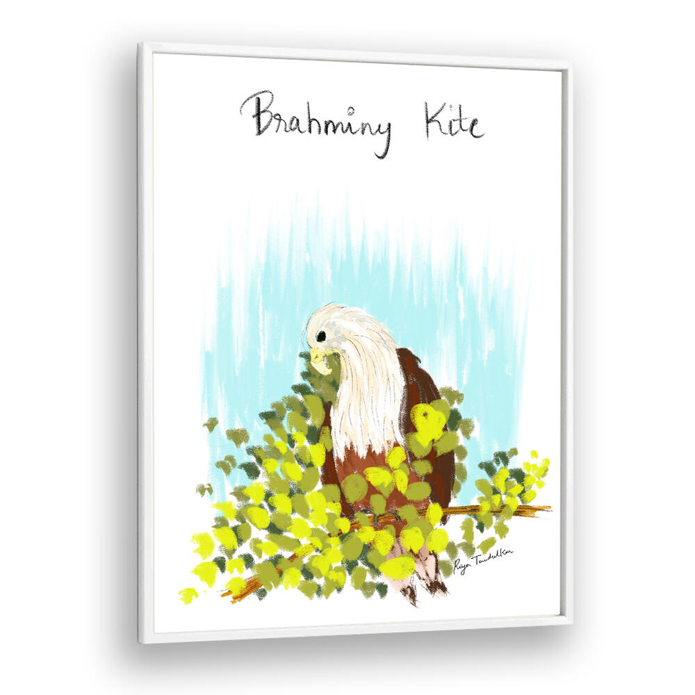 BRAHMINI KITE