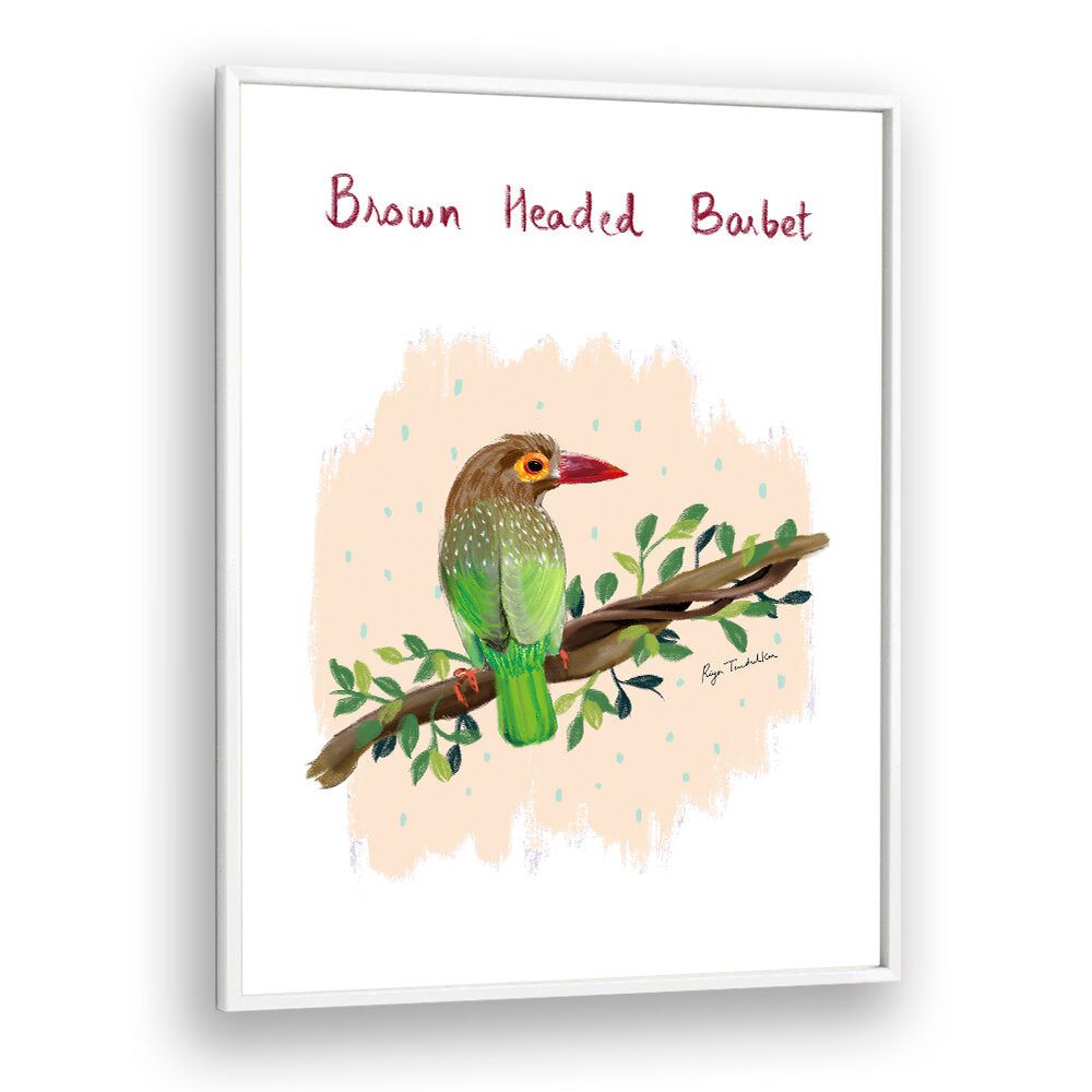 BROWN HEADED BARBET