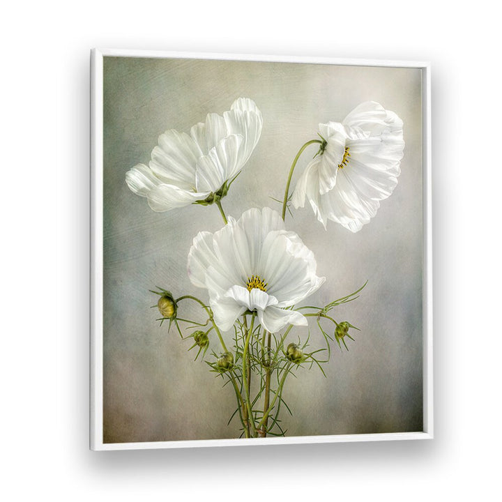 Stunning COSMOS CHARM, FLORAL FLOWER PAINTINGS featuring delicate white blooms, perfect for any elegant decor.