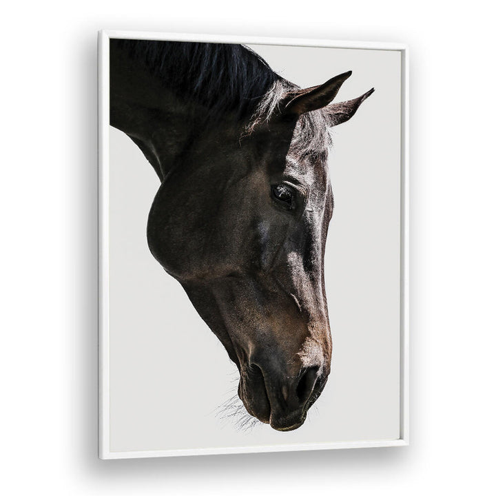 Framed horse head portrait, soft profile — GENTLE EQUINE GAZE , ANIMAL PAINTINGS by White Plain