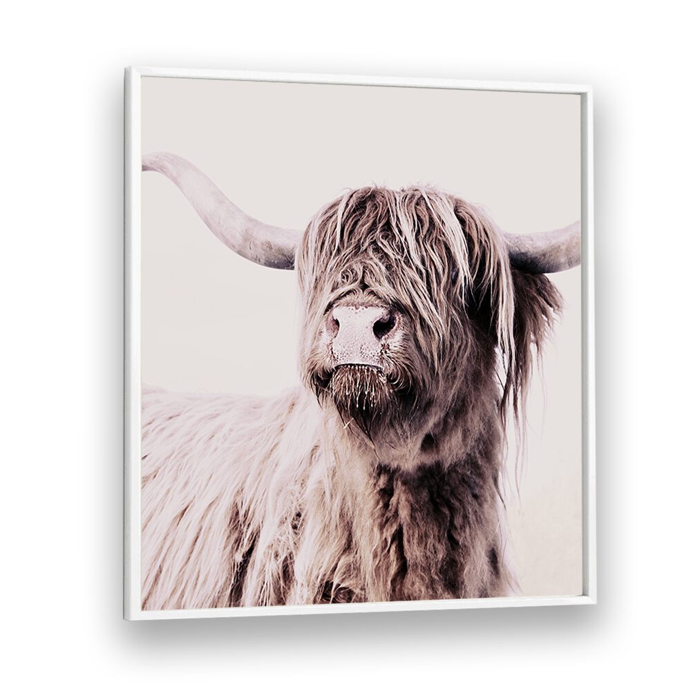 Stunning Highland Cattle Animal Paintings showcasing the beauty of wildlife in captivating detail for art lovers.