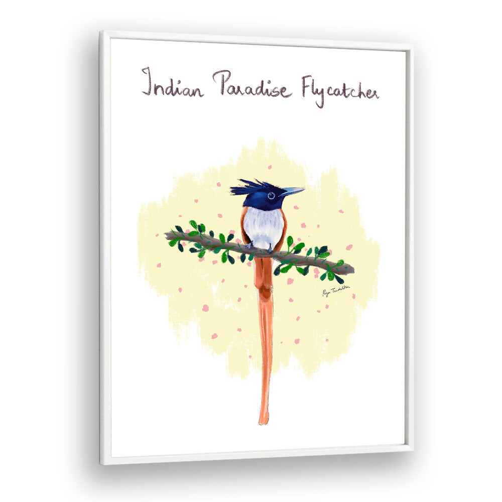 INDIAN PARADISE FLYCATCHER
