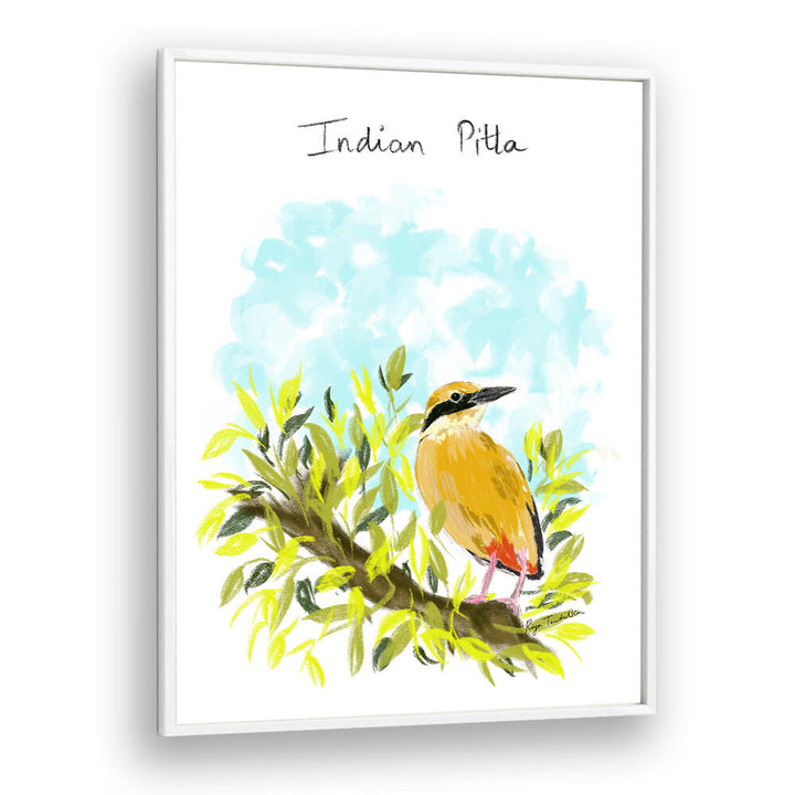 INDIAN PITTA