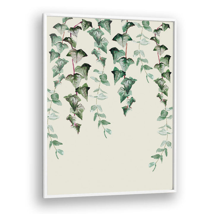 IVY Y EUCALYPTUS