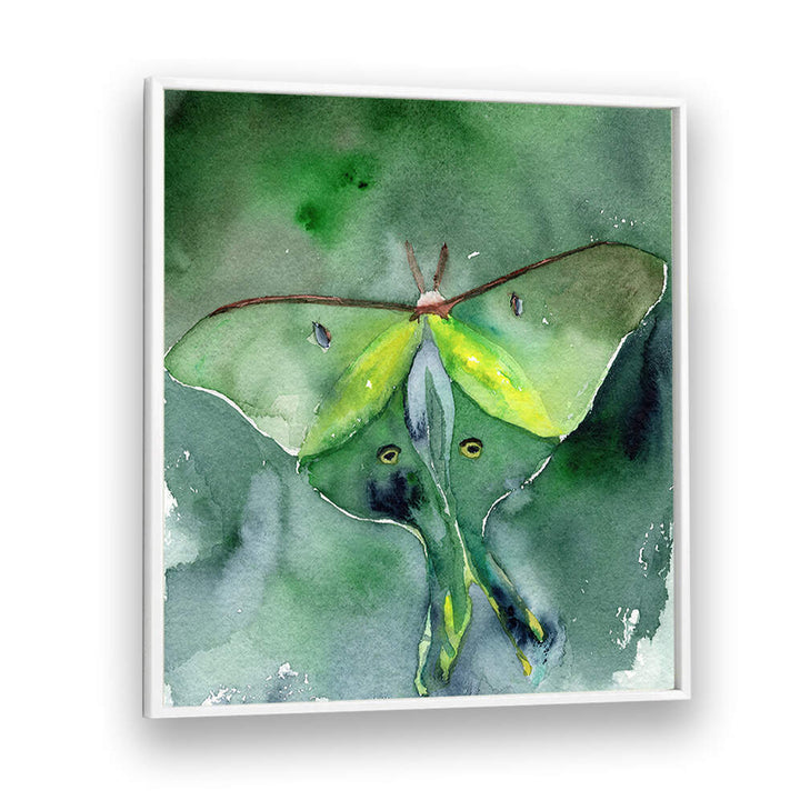 LUNA MOTH , ANIMAL PAINTINGS