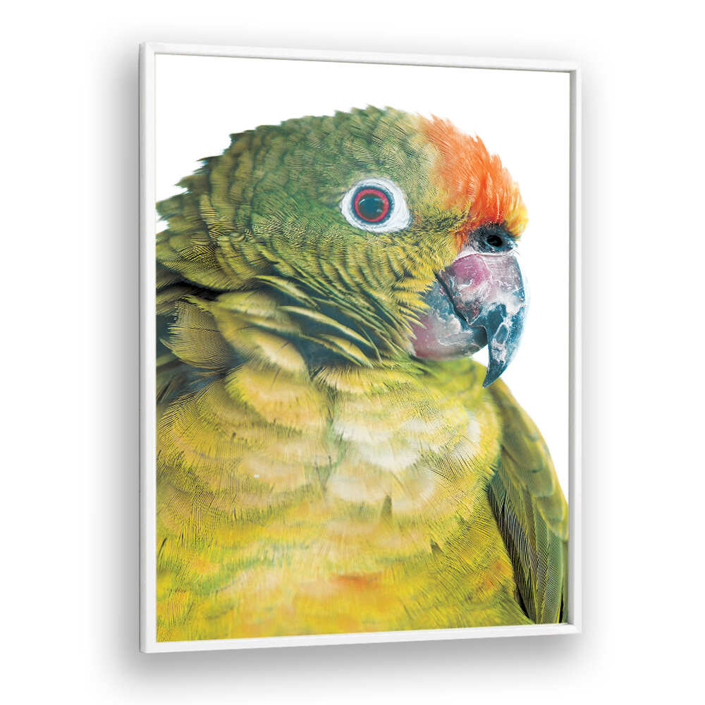 PARROT GLANCE , ANIMAL PAINTINGS