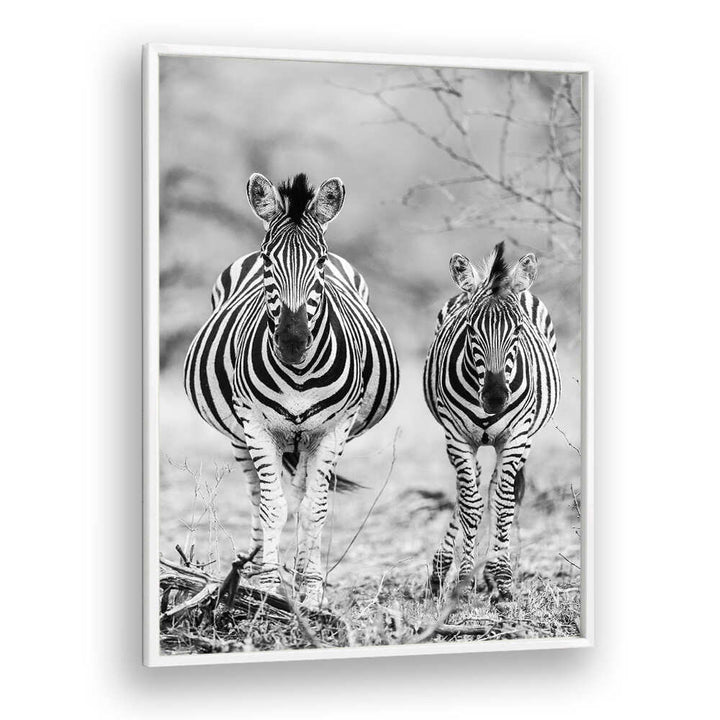 STRIPED HORSE , ANIMAL PAINTINGS black-and-white framed canvas of two zebras standing side by side in grass