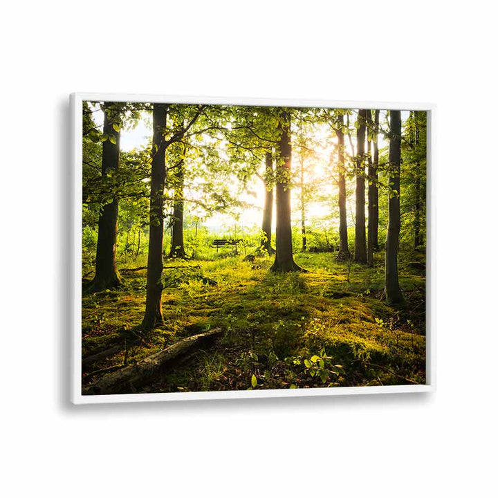 SUMMER IN THE WOODS BY STEFAN HEFELE , LANDSCAPE PHOTO PRINTS