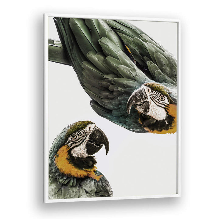 VIBRANT PARROT DUO , ANIMAL PAINTINGS: close-up green-and-gold macaw pair on white background, modern framed art