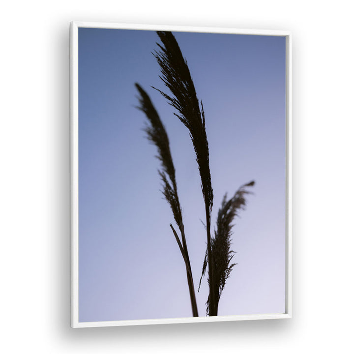 SHADES OF PURPLE , PHOTOGRAPHY PRINTS