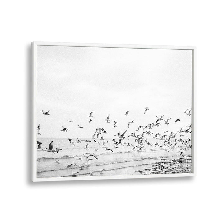 SEAGULLS - COASTAL BLACK AND WHITE , LANDSCAPE PHOTO PRINTS