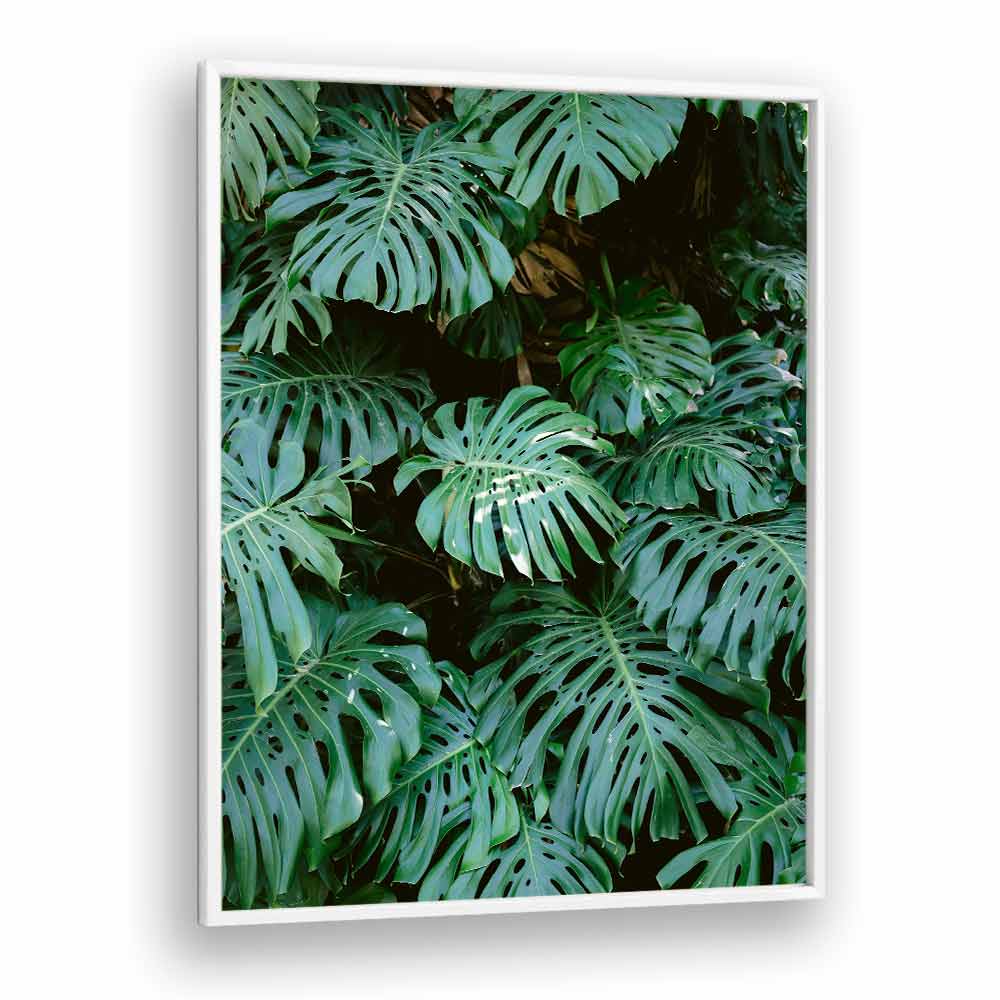 MONSTERA WALL IN LISBON , PHOTOGRAPHY PRINTS