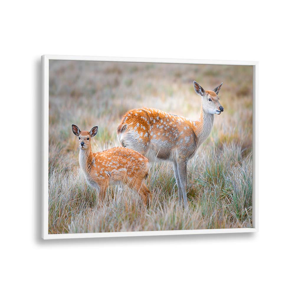 SIKA DEER BY SIMOON , LANDSCAPE PHOTO PRINTS