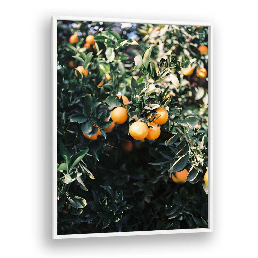 MARRAKESH ORANGES , PHOTOGRAPHY PRINTS