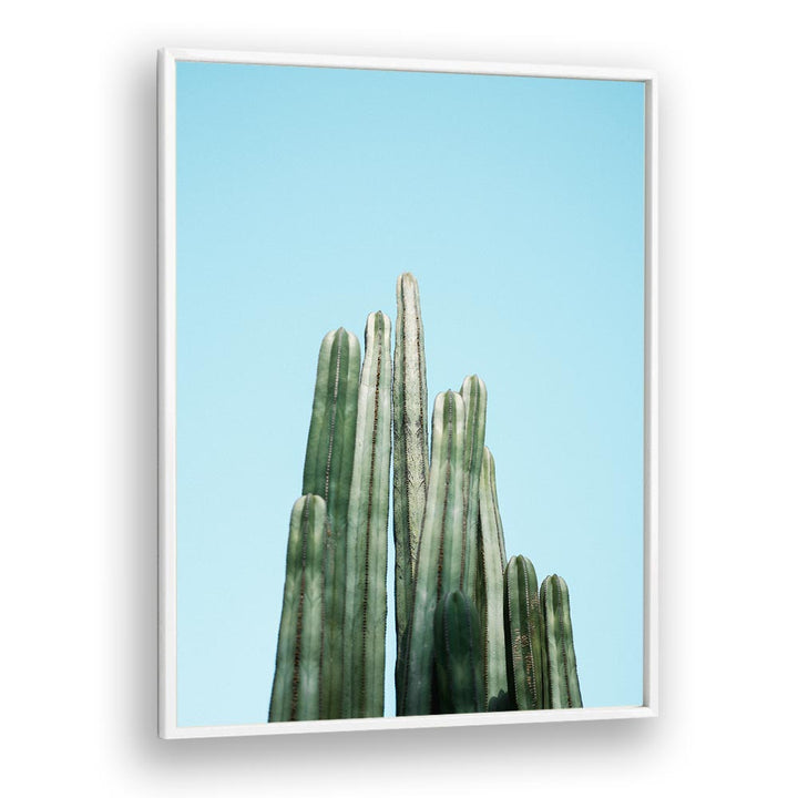 CACTI BY RAISA ZWART , LANDSCAPE PHOTO PRINTS