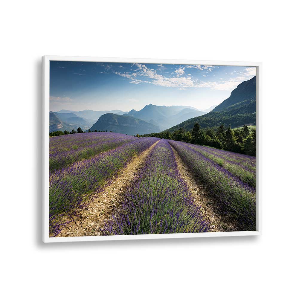 LAVENDER HILLS BY STEFAN HEFELE , LANDSCAPE PHOTO PRINTS