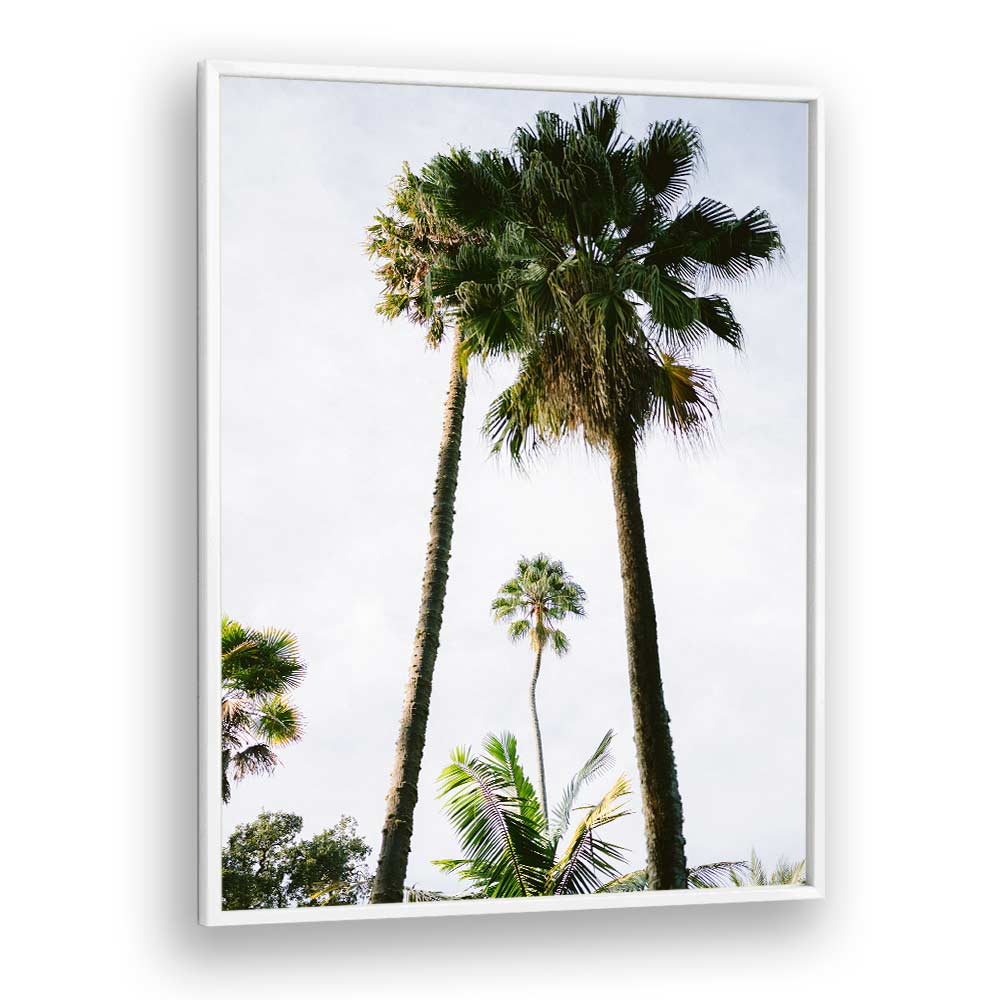 FIND ME UNDER THE PALM TREE , PHOTOGRAPHY PRINTS