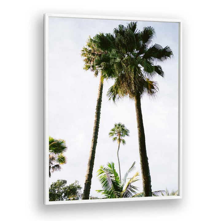 FIND ME UNDER THE PALM TREE , PHOTOGRAPHY PRINTS