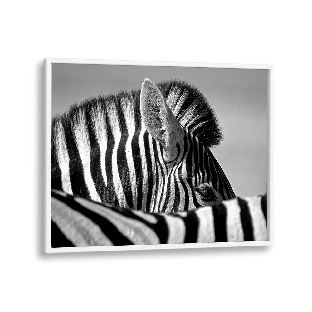 CURIOUS ZEBRA BY MARC PELISSIER , LANDSCAPE PHOTO PRINTS