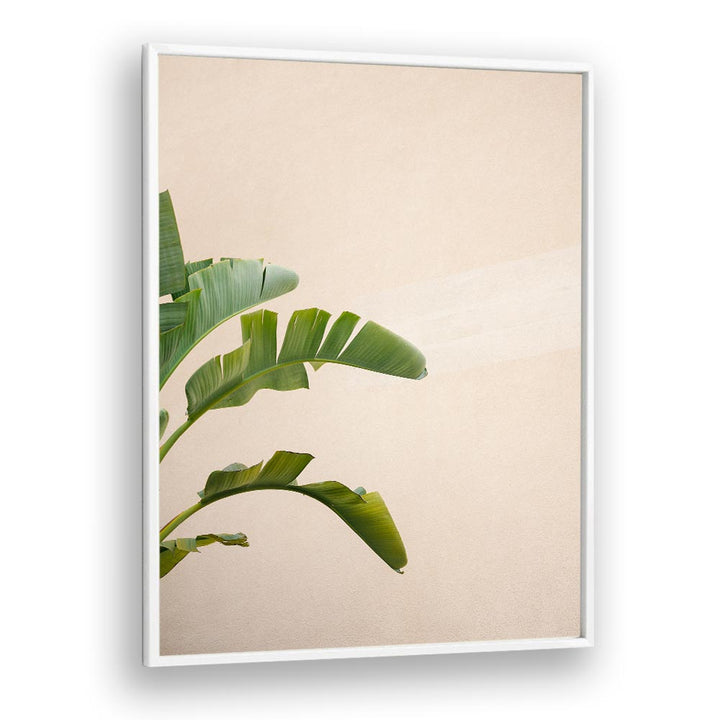 CANNES BANANA PLANT BY RAISA ZWART , LANDSCAPE PHOTO PRINTS