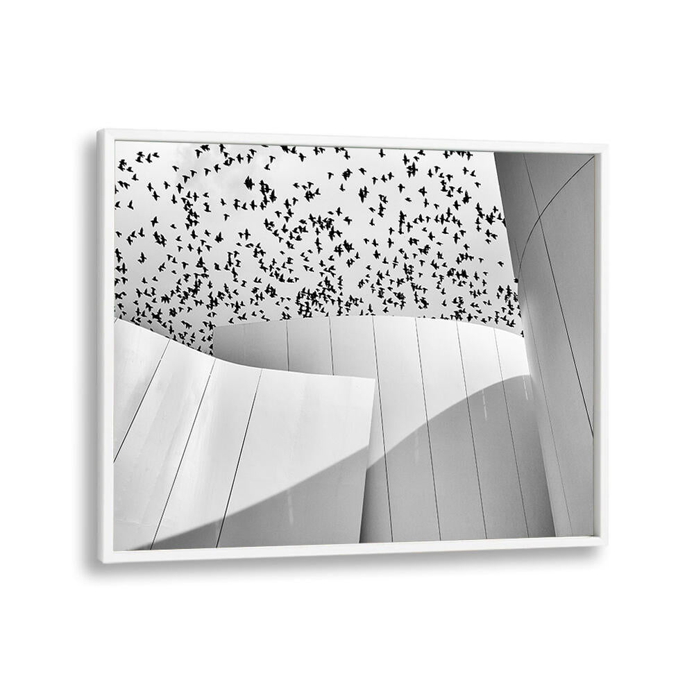 BIRDS , PHOTOGRAPHY PRINTS