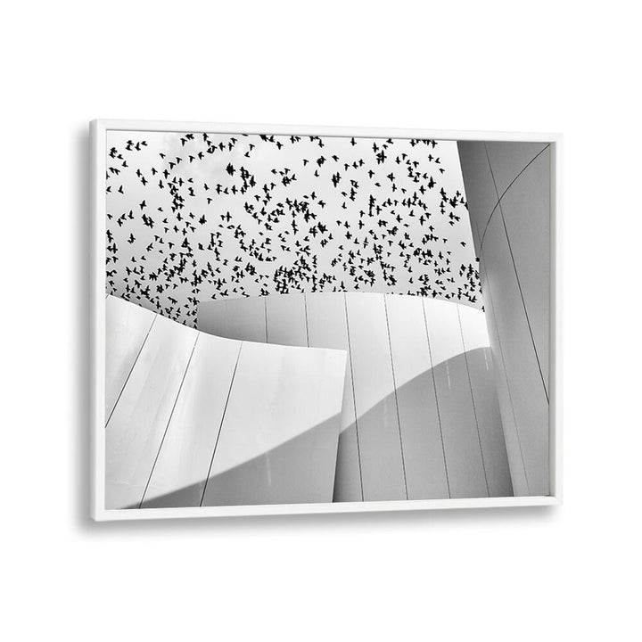 BIRDS , PHOTOGRAPHY PRINTS