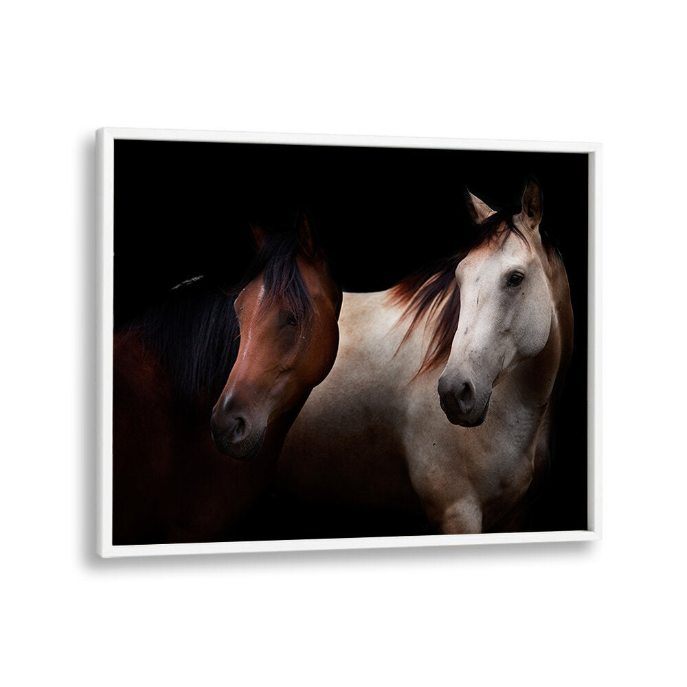CAVALLI , PHOTOGRAPHY PRINTS