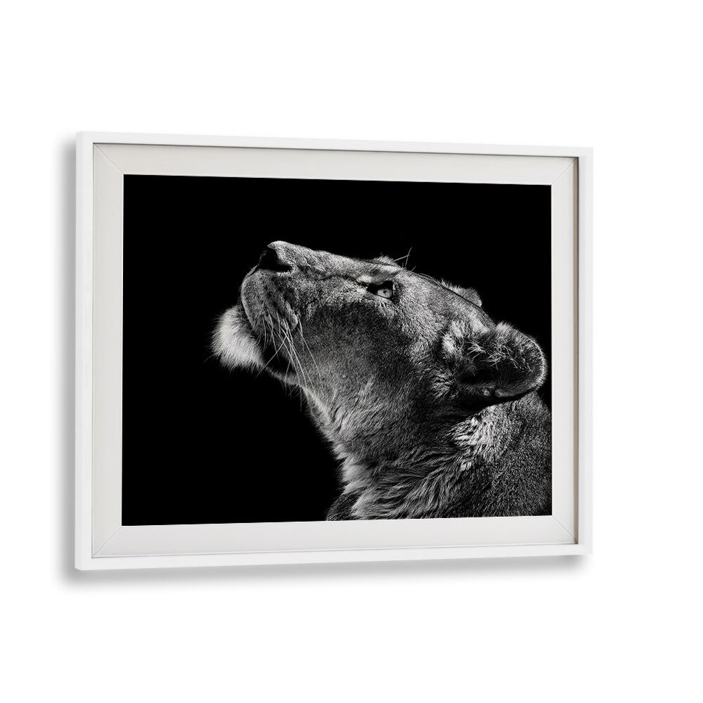 Elegant lioness gazing upwards in stunning LOOKING UP, PHOTOGRAPHY PRINTS, perfect for wildlife art lovers.