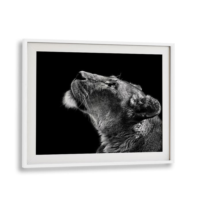 Elegant lioness gazing upwards in stunning LOOKING UP, PHOTOGRAPHY PRINTS, perfect for wildlife art lovers.