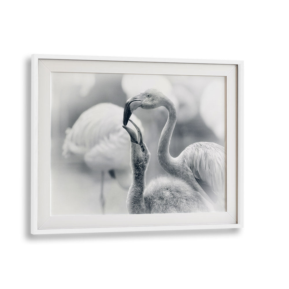 Captivating FEEDING, PHOTOGRAPHY PRINTS of flamingos, showcasing the beauty of wildlife in stunning detail.