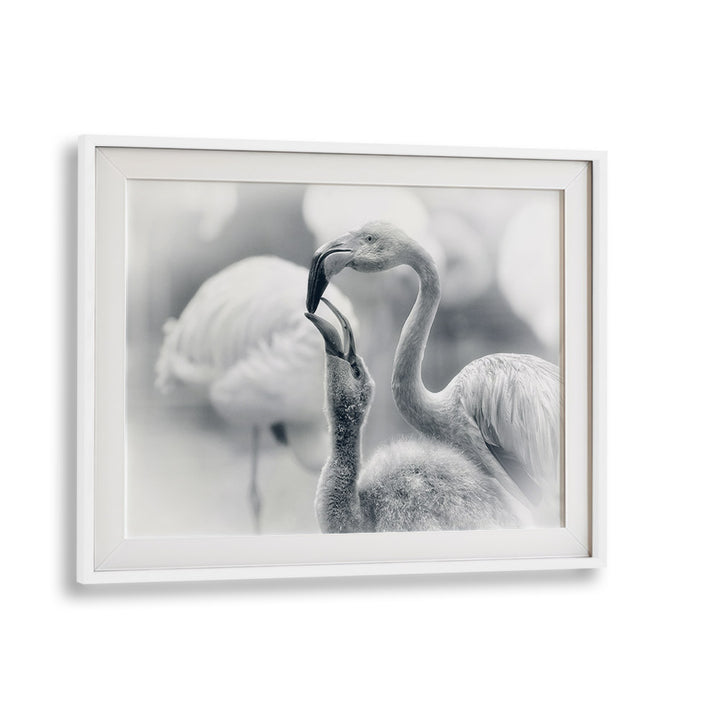 Captivating FEEDING, PHOTOGRAPHY PRINTS of flamingos, showcasing the beauty of wildlife in stunning detail.