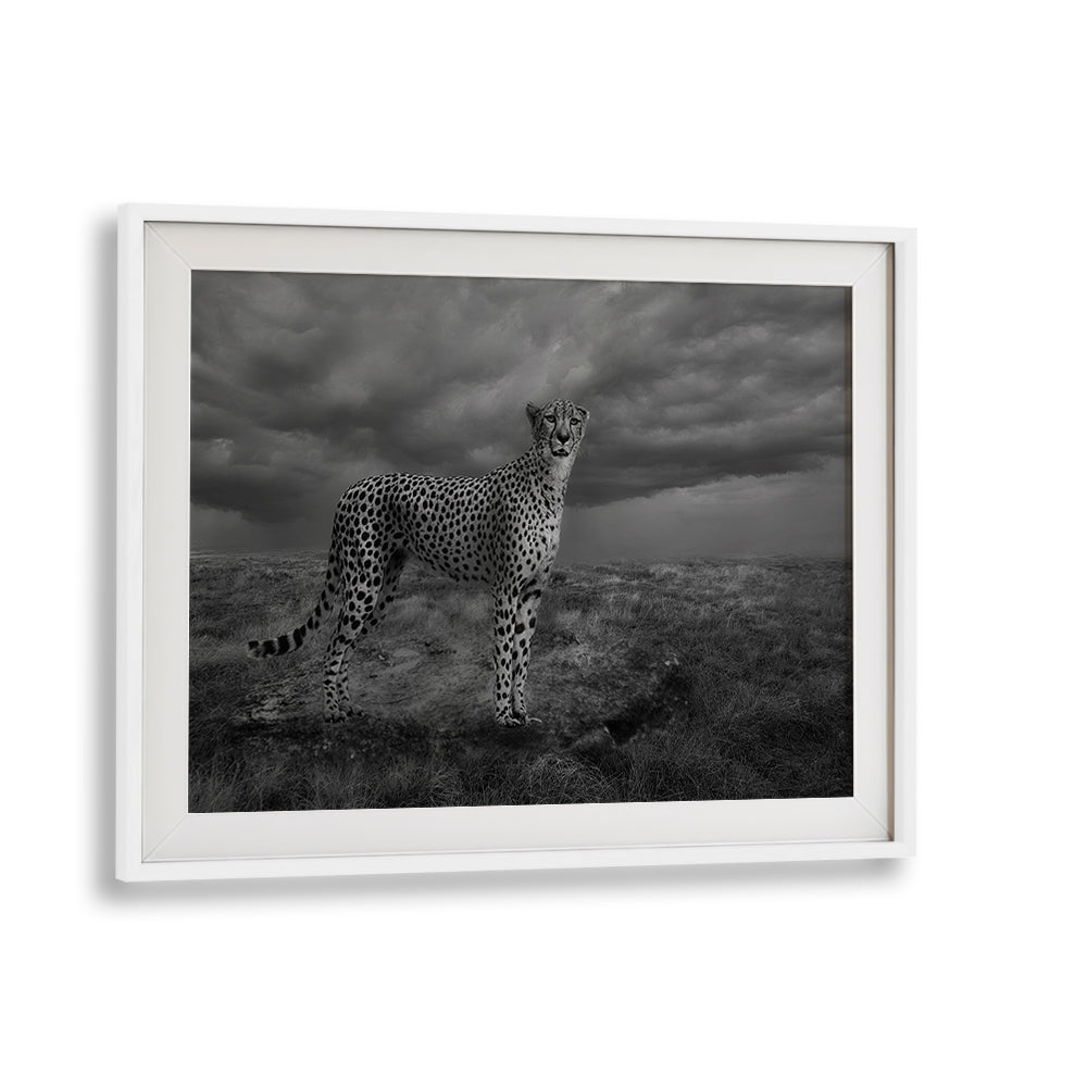 Stunning ALERT CHEETAH photography print showcases the beauty of this majestic creature in a dramatic landscape.