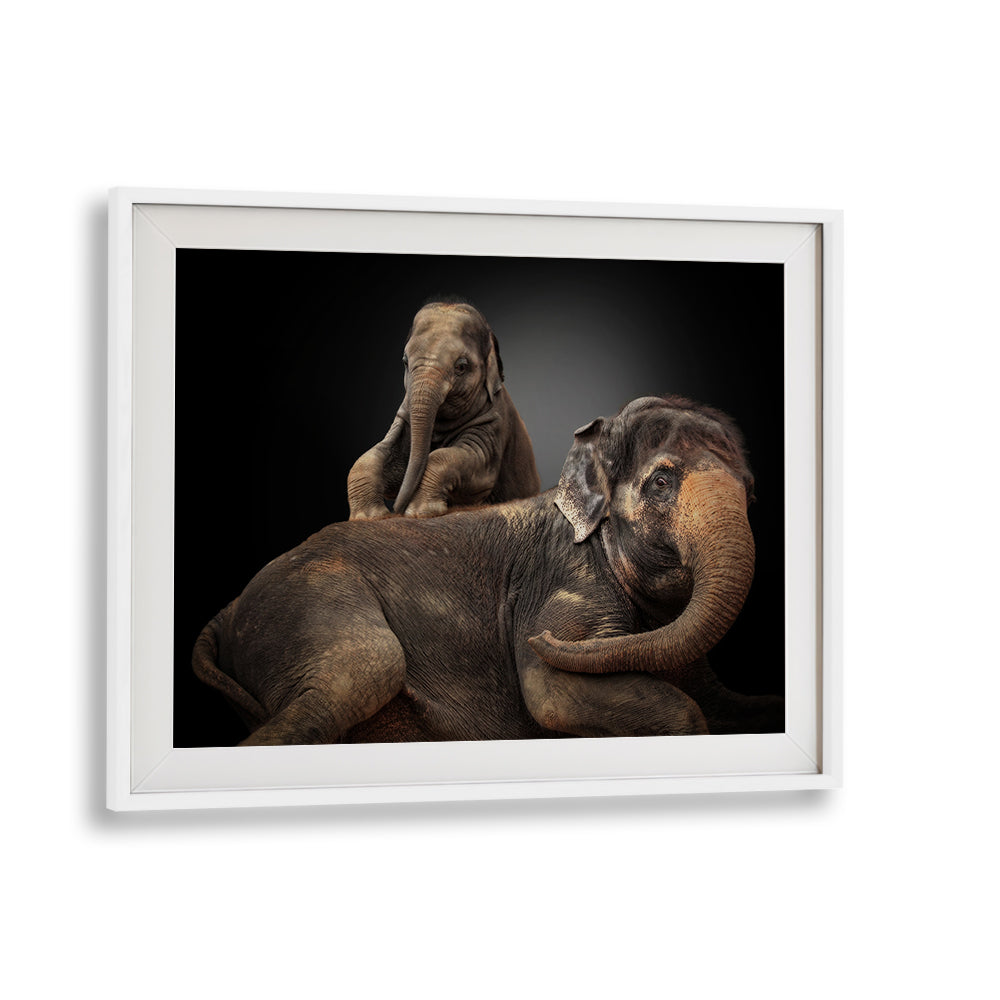 Captivating elephants featured in MY BELOVED TROUBLEMAKER, PHOTOGRAPHY PRINTS, showcasing wildlife beauty.