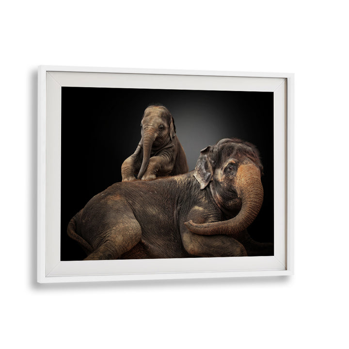 Captivating elephants featured in MY BELOVED TROUBLEMAKER, PHOTOGRAPHY PRINTS, showcasing wildlife beauty.