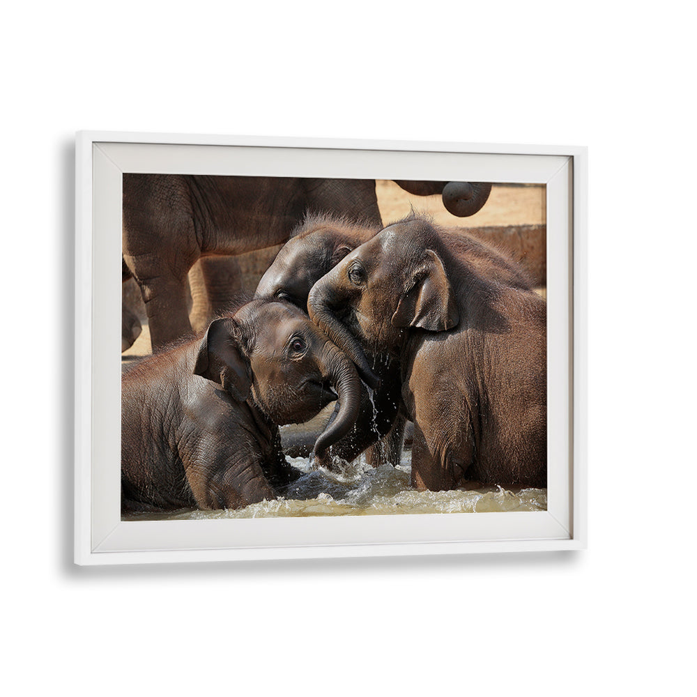 Joyful elephants playing in water, perfect for WATER FUN, PHOTOGRAPHY PRINTS collection that celebrates wildlife beauty.