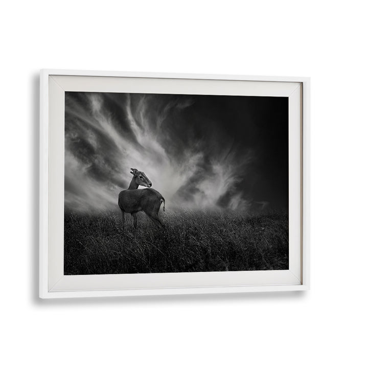 Curious fawn in a serene landscape, perfect for enhancing your space with CURIOSITY, PHOTOGRAPHY PRINTS.