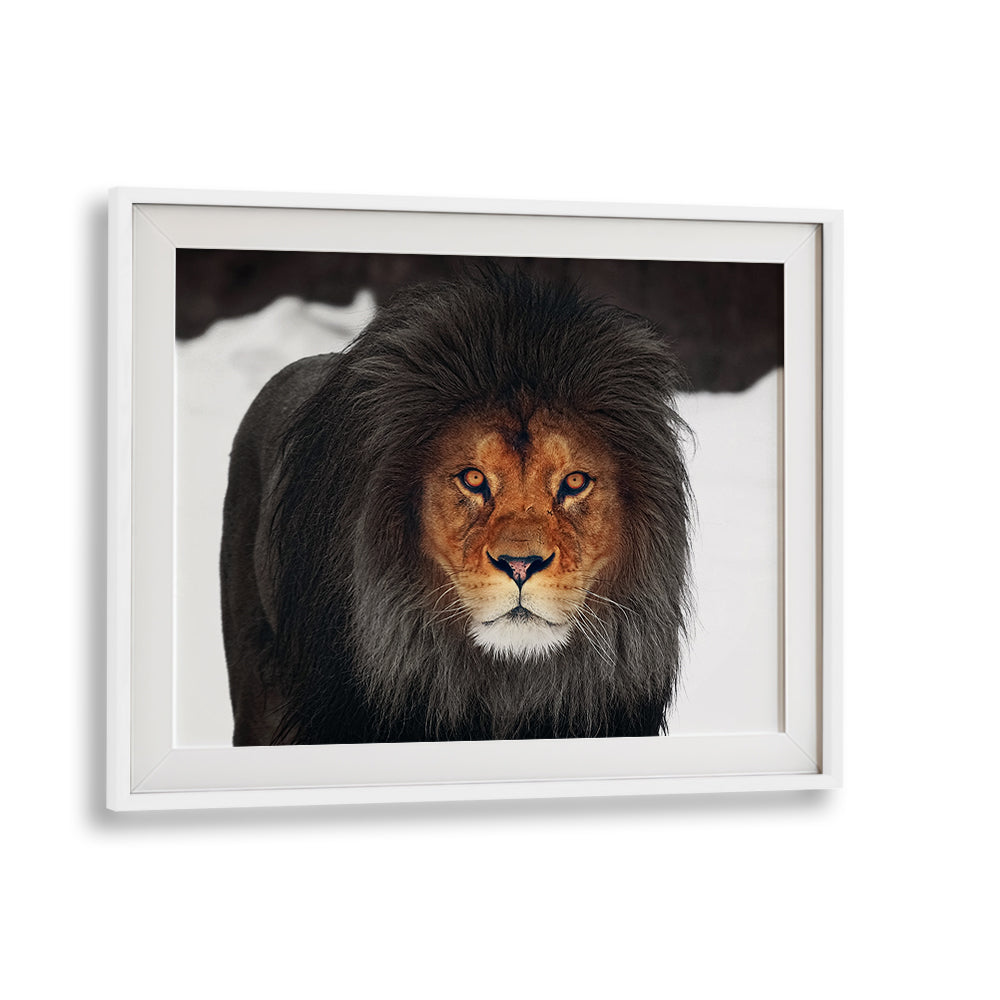 Majestic lion portrait in winter setting, part of the WINTER GLOW, PHOTOGRAPHY PRINTS collection for nature lovers.