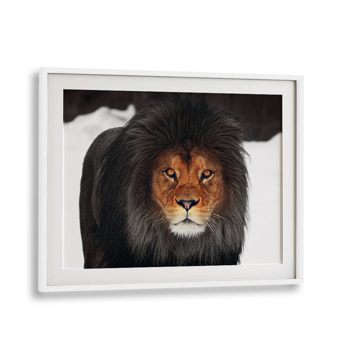 Majestic lion portrait in winter setting, part of the WINTER GLOW, PHOTOGRAPHY PRINTS collection for nature lovers.