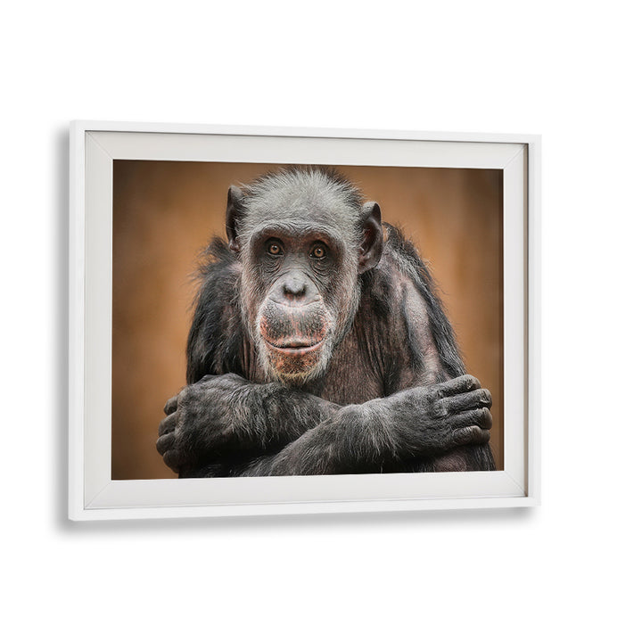 A captivating chimpanzee portrait from the "SO CLOSE TO US, PHOTOGRAPHY PRINTS" collection, showcasing wildlife beauty.