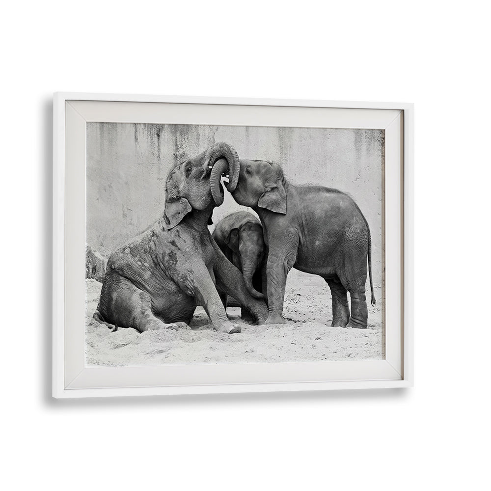 Playful elephants interact in fine art prints, showcasing the charm of nature in ELEPHANT'S AT PLAYGROUND, PHOTOGRAPHY PRINTS.