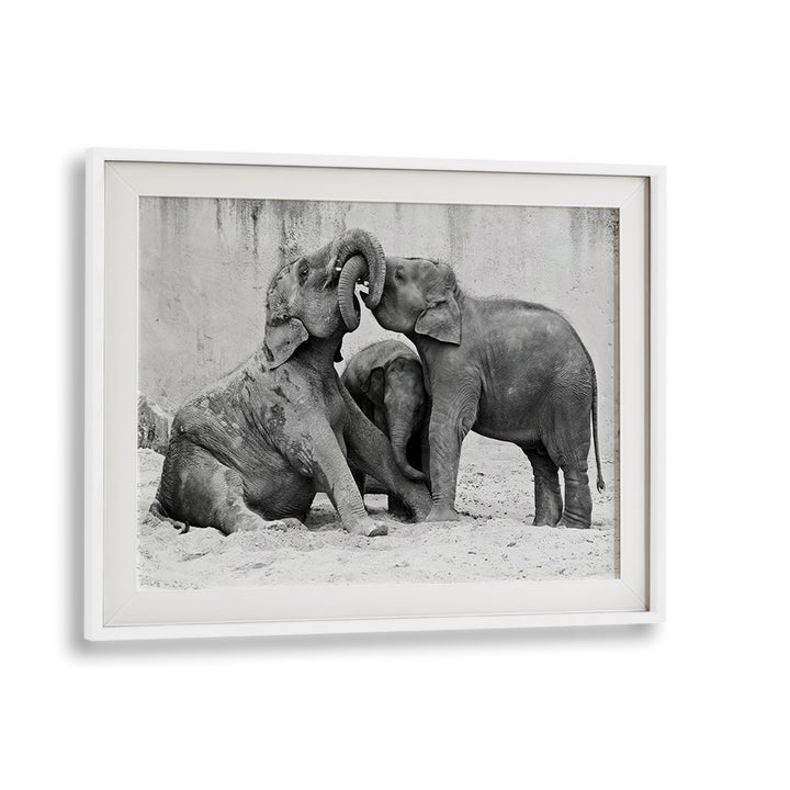 Playful elephants interact in fine art prints, showcasing the charm of nature in ELEPHANT'S AT PLAYGROUND, PHOTOGRAPHY PRINTS.