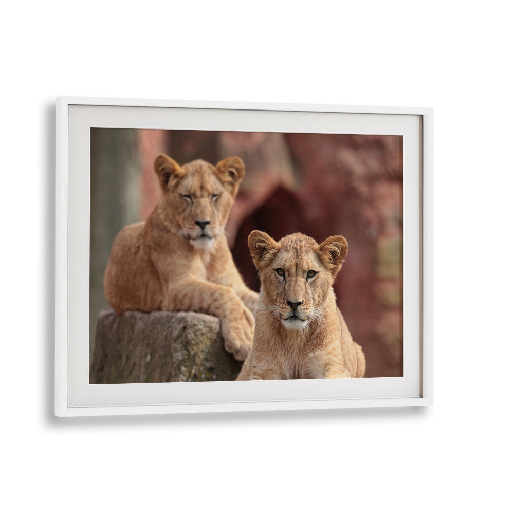 Two lion cubs relax in a serene setting, showcasing the beauty of "Sisters, Photography Prints". Perfect for wildlife lovers.