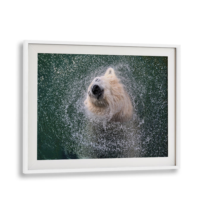 Vibrant polar bear splashing in water, showcasing FRESHNESS FOR HOT SUMMER DAYS, PHOTOGRAPHY PRINTS collection.