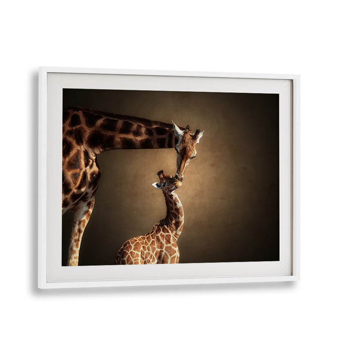 Capture the beauty of nature with BATHING TIME, PHOTOGRAPHY PRINTS featuring elegant giraffes in a serene setting.