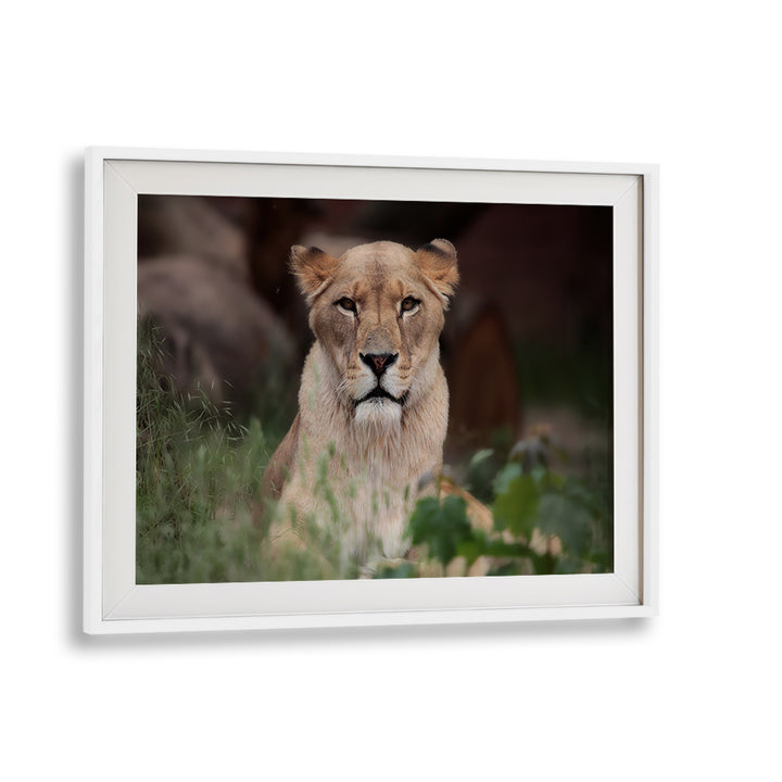 Regal lioness captured in stunning detail, perfect for your home with LIONESS, PHOTOGRAPHY PRINTS.